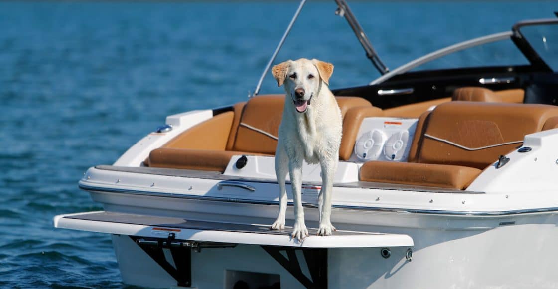 Boating with Dogs 6 Tips for Taking a Dog on a Boat Boatsetter