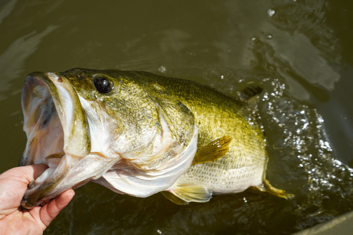 lake norman largemouth bass