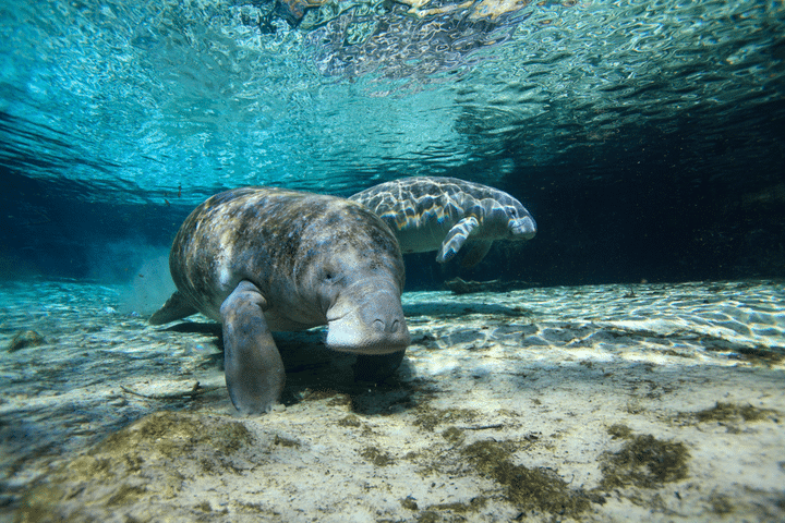 manatees in tampa