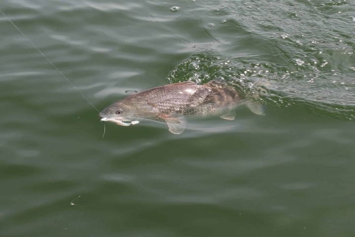 Galveston Trout Fishing