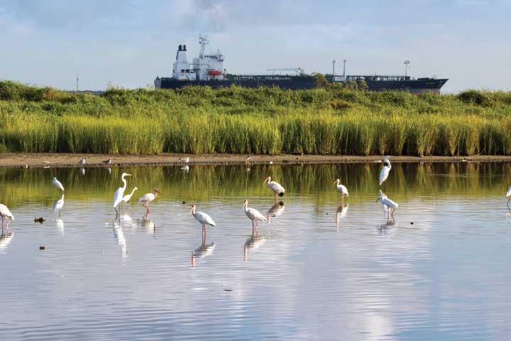 Birds fishing in Galveston Bay.