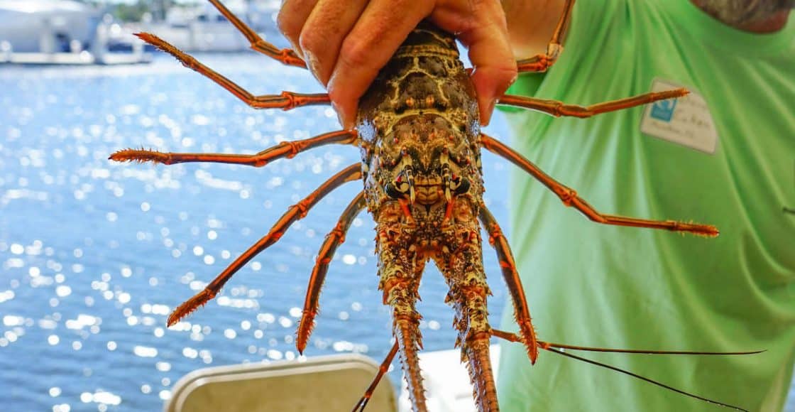 Lobster Mini Season 2022 (Florida) All You Need to Know Boatsetter