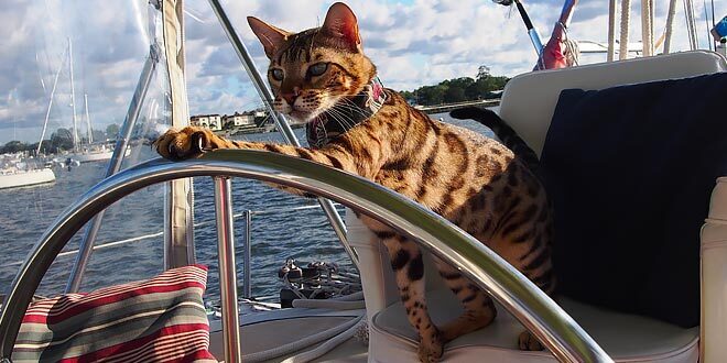 Boatsetter owner photo contest- cat