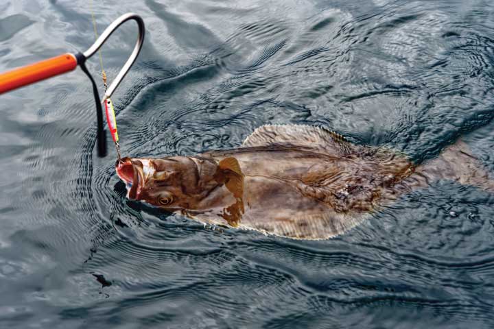 Halibut Fishing in Los Angeles.