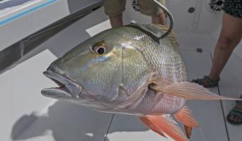 snapper fishing florida