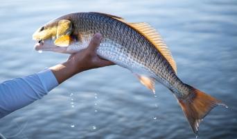 cape coral fishing