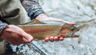 rainbow trout canyon lake