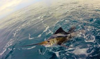 Marco Island Fishing