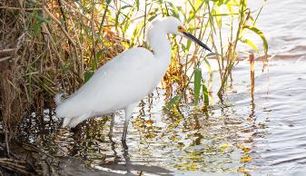 Bingham Audubon Preserve bird watching