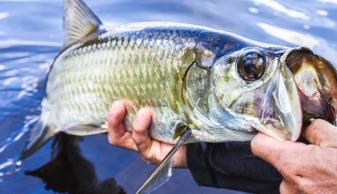 tarpon fishing fort pierce