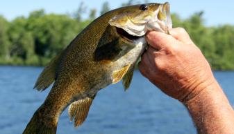 small mouth bass fishing